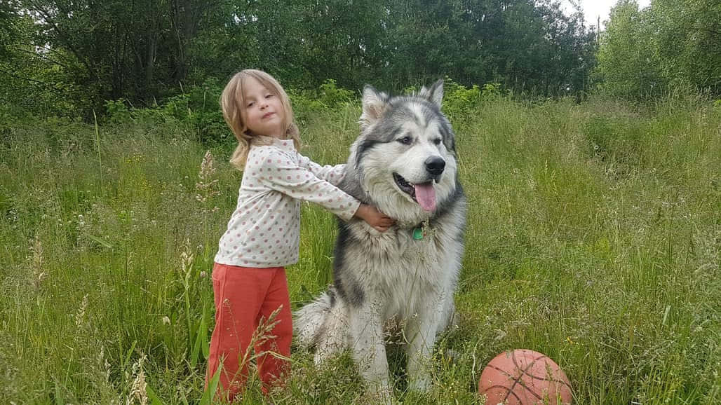 Magic Bus (1-4 people) info 1