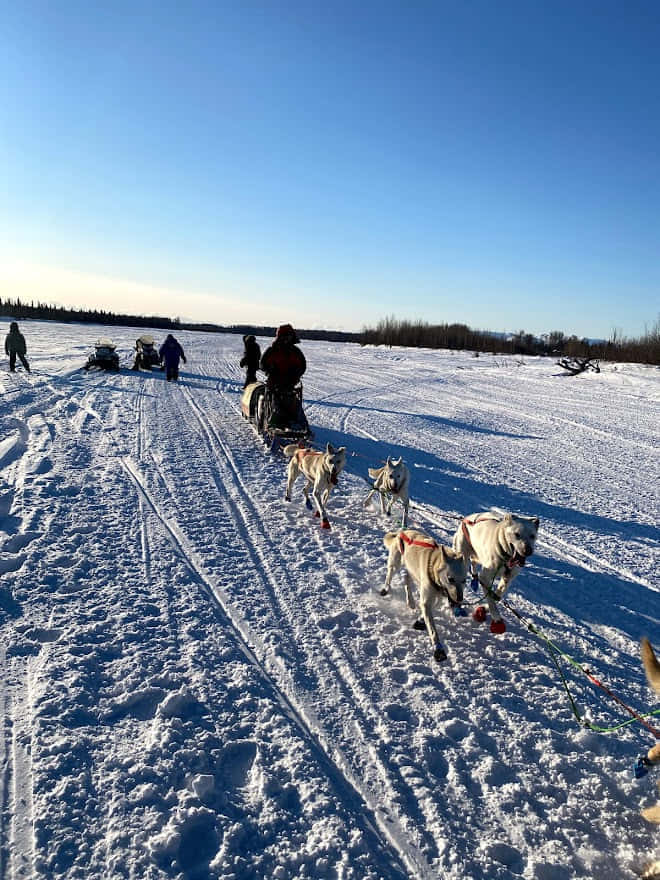רכיבה על מזחלת כלבים