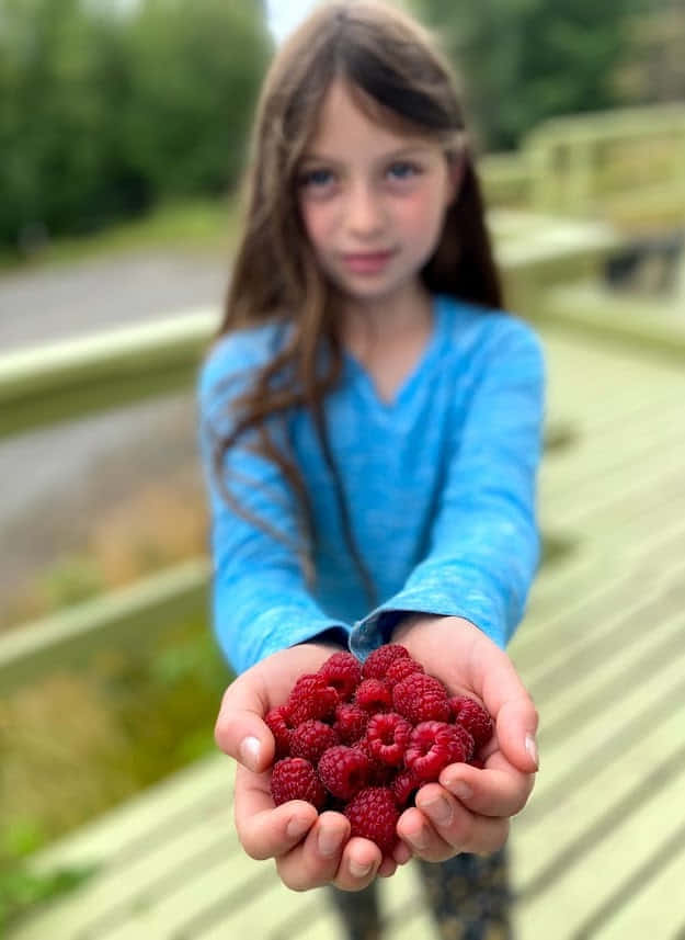 קטיף פירות יער ופטריות