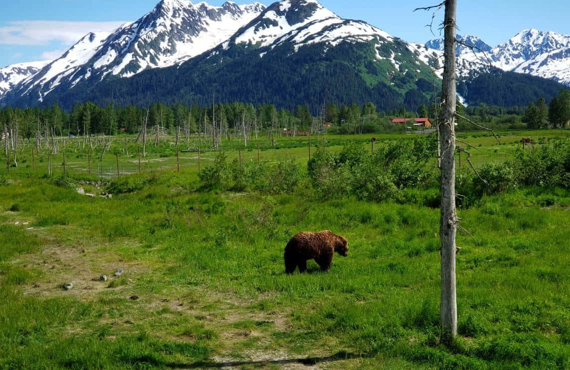 Аляска за 6 дней - 4